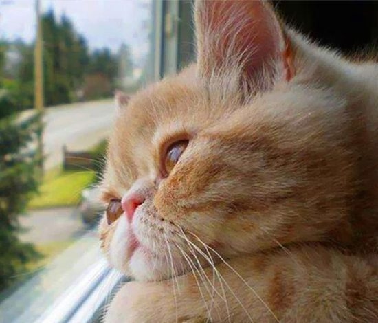 Как коты встречают своих хозяев