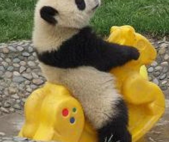 35 фотографий, где медведи – совсем как люди