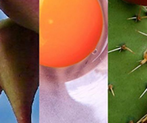 Народные средства по уходу за волосами со всего мира