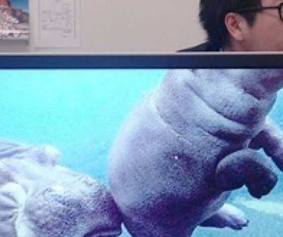 Офисный зоопарк