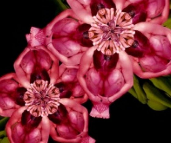 Птицы и насекомые из обнаженных человеческих тел