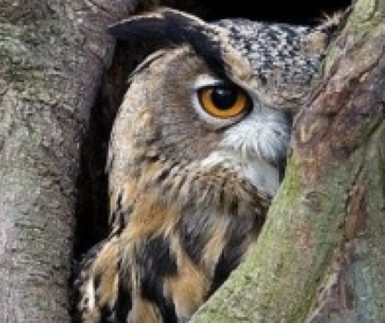 Совы не то, чем кажутся