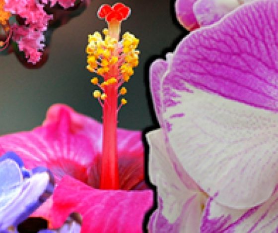 Растения, необходимые для твоего дома