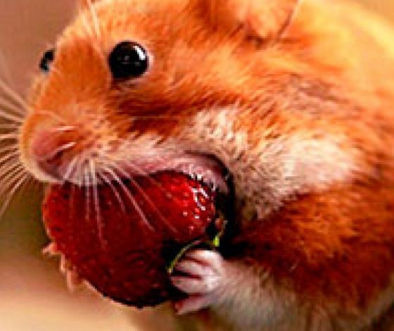 Сколько еды влезает в хомяка?