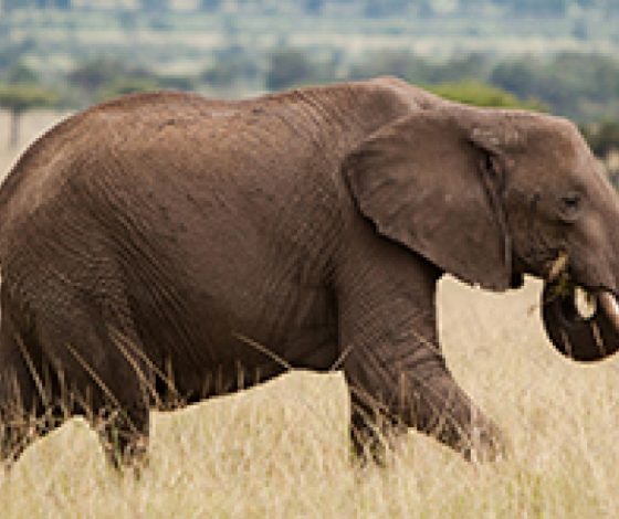 Слон-эколог убирает мусор