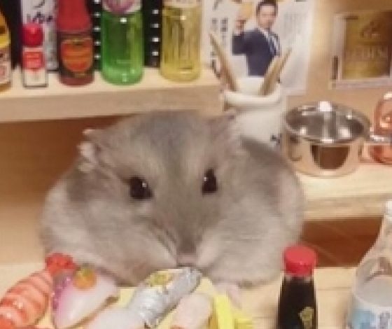 Хомяк-ресторатор