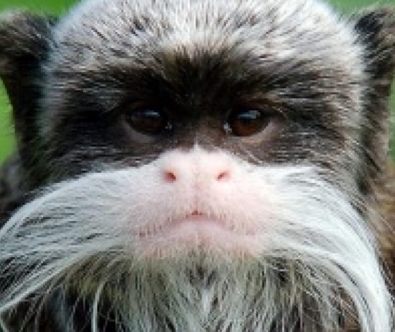 Необычные животные мира: часть вторая