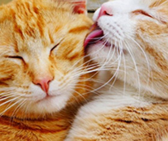 Любовь в мире животных