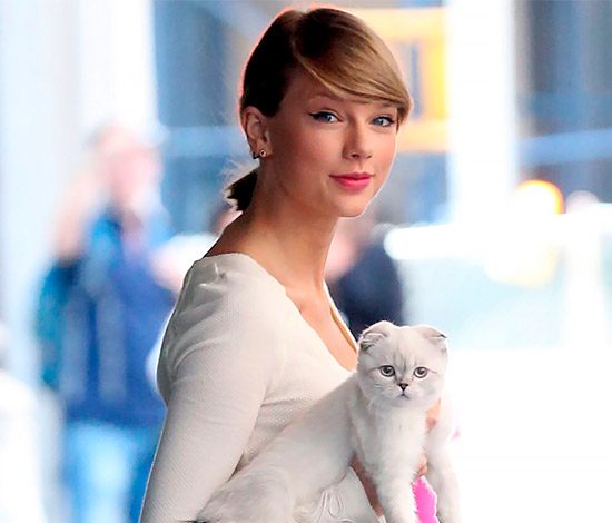 Тейлор Свифт защищает свою кошку в прямом эфире