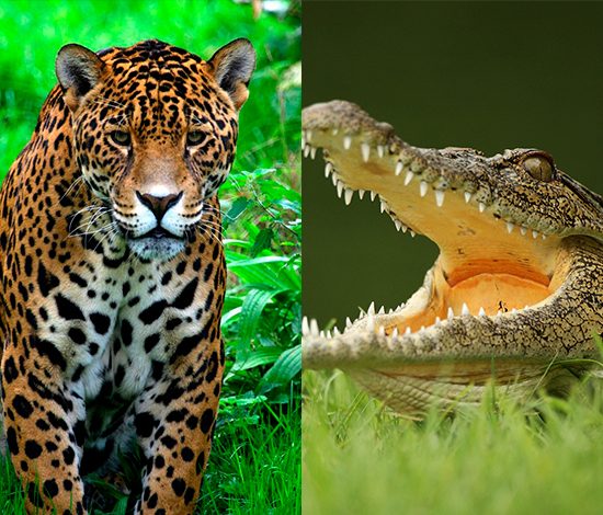 Ягуар против крокодила: кто победит?