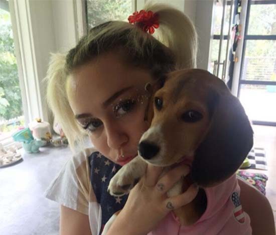 У Майли Сайрус новая собака и очередное свидание с Хемсвортом