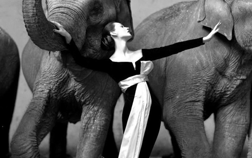 Довима и слоны, 1955. Автор; Ричард Аведон. Цена $1,151,976