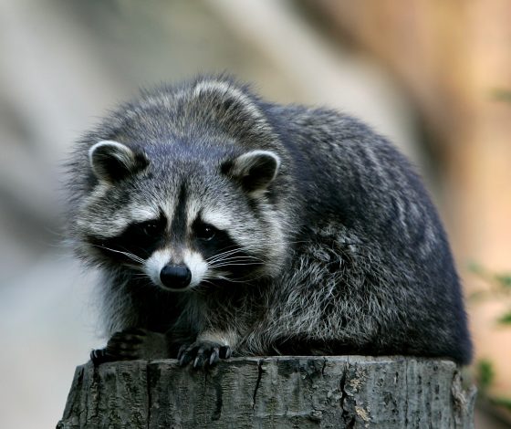 Фото дня! Самый красивый енот в мире