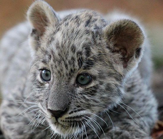 Помоги придумать имя котенку леопарда!