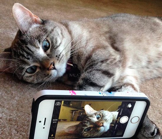 Милота. Самые известн­ые пушистики в Instagram­