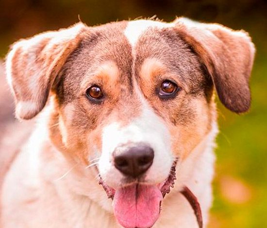 Мимими. Прими участие в «Пушистом забеге»!