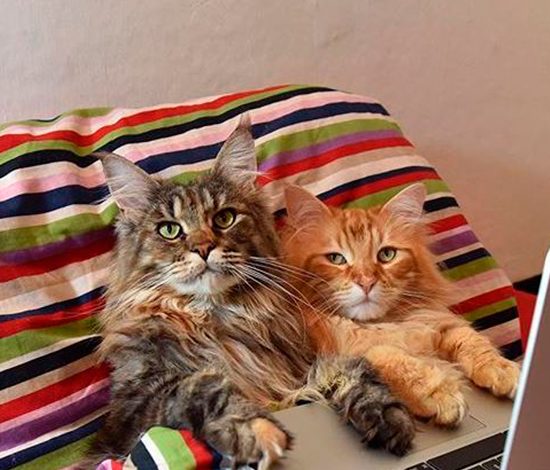 PEOPLETALK подписан: cats_of_instagram