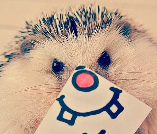 PEOPLETALK подписан: ёжик Marutaro