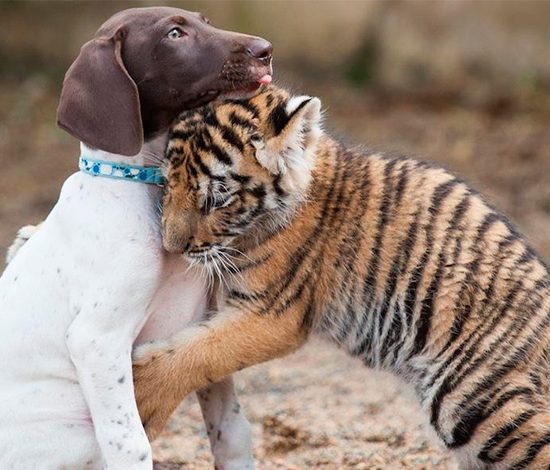 Необычная дружба между животными