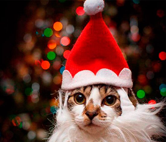 13 собак и 1 кот встречают Новый год