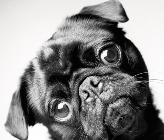 Amanda Jones Dog Years Faithful Friends, Then &amp; Now