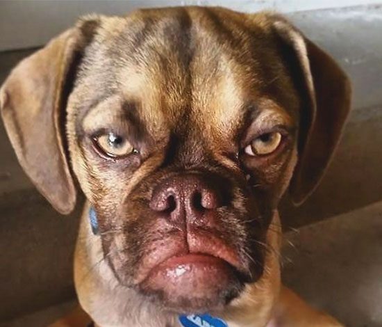 Самый сердитый щенок на свете