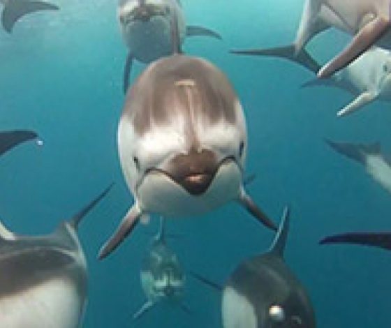 Как подружиться с дельфинами