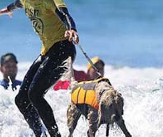 Топ-17 самых необычных профессий мечты. Часть 1