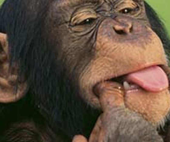 Очень обидчивая обезьяна