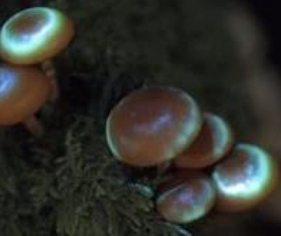 Удивительное рядом: светящийся лес