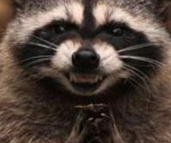 Как енотам удалось устроить вечеринку в доме