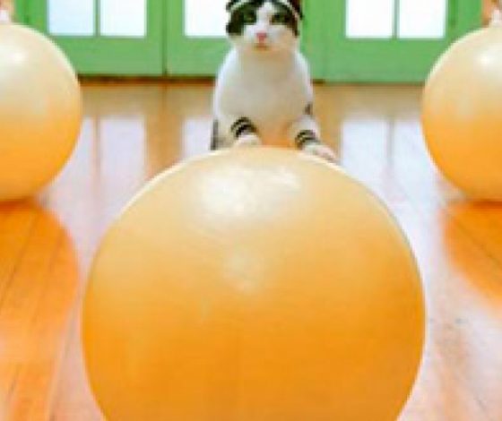 Эти котики тренируются лучше тебя