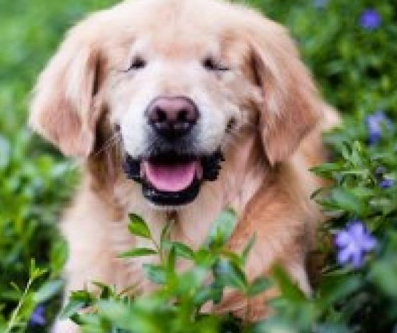 Слепой пес помогает инвалидам