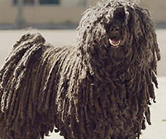 Не бросайте своих питомцев