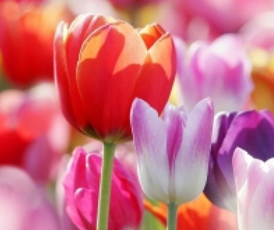 Все, что нужно знать о 8 Марта