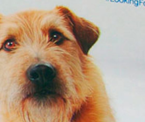 Трогательный ролик о бездомных животных