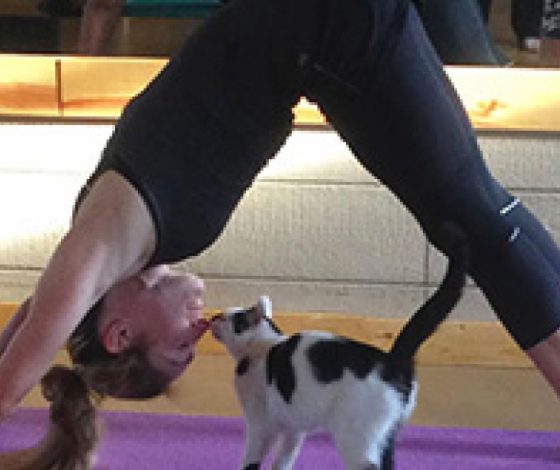 Как кот может помочь в занятиях йогой