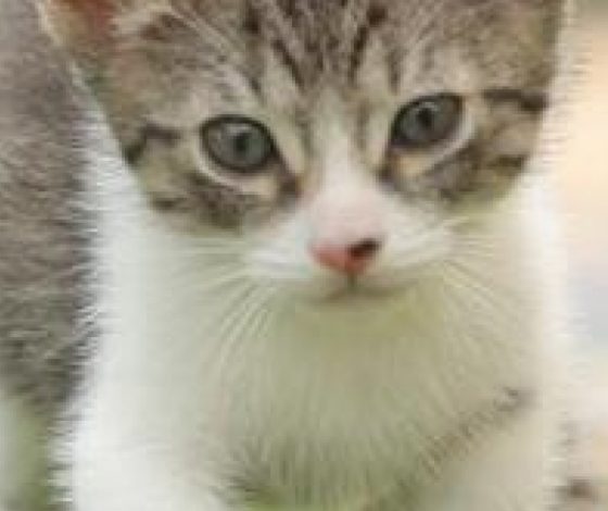 Котики против стресса