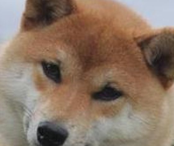 Как собака помогла парню найти любовь