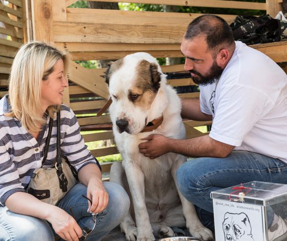 Хочешь породистого щенка бесплатно? Тебе сюда