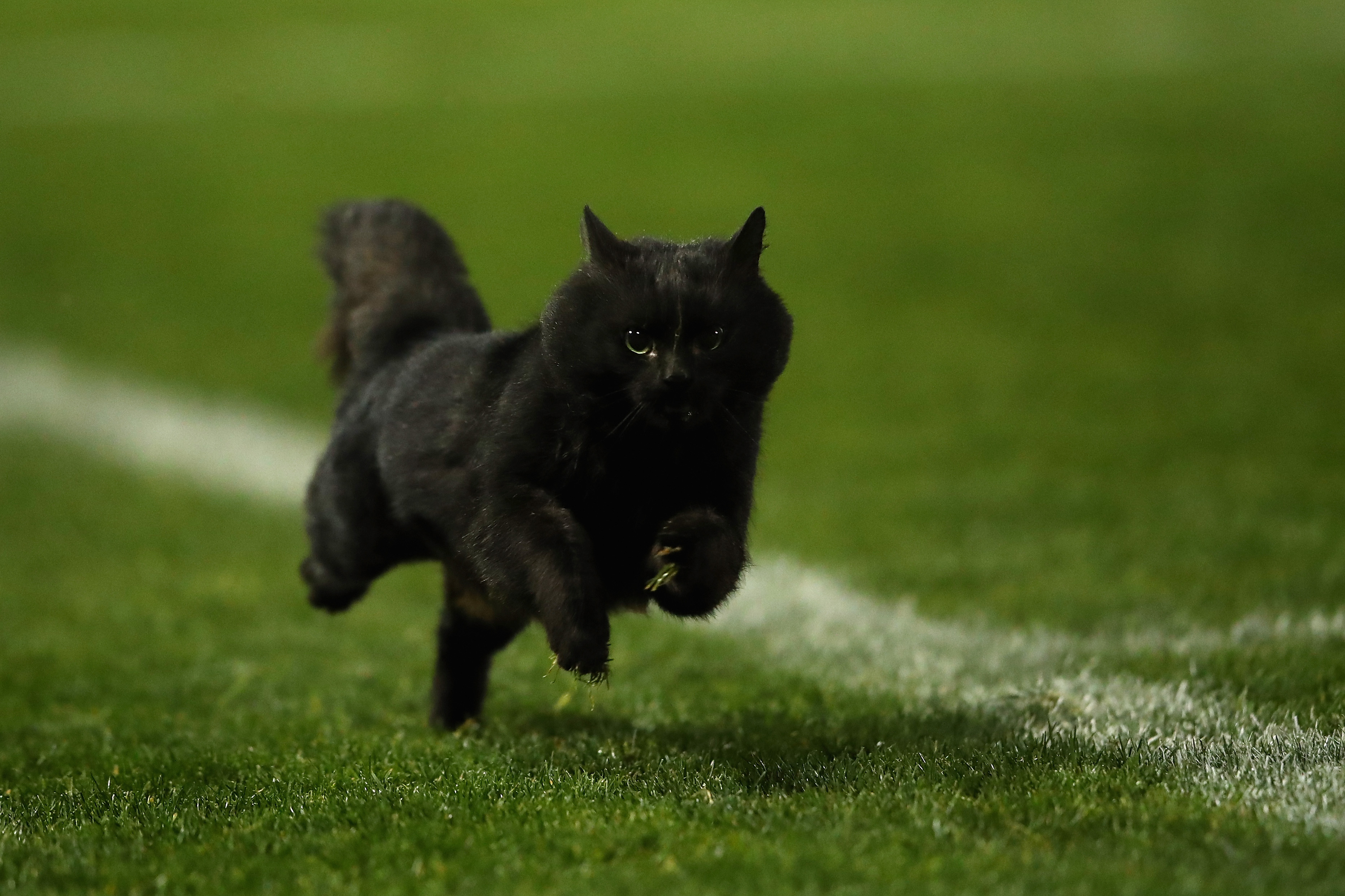 Кот бежит