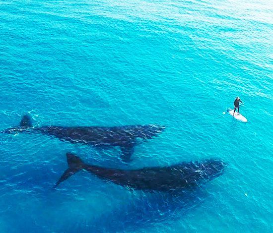 Невероятно красивое видео с китами