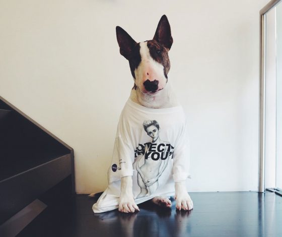 Бультерьер Марка Джейкобса выпустит собственную книгу. О чем?