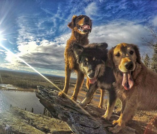 Собаки с Аляски покоряют интернет