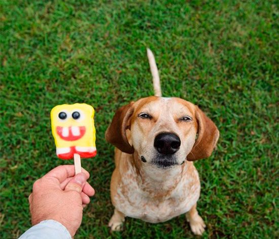 Животные в Instagram