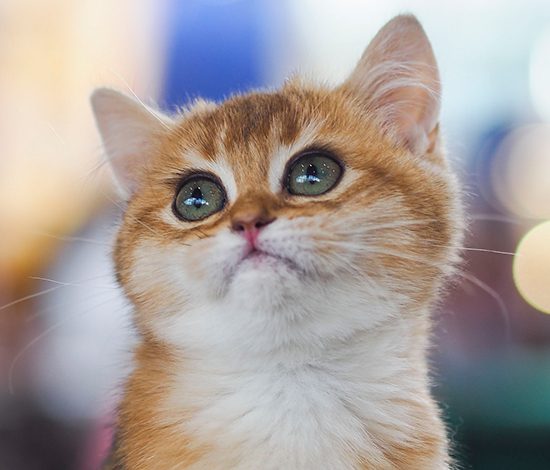 Девушка спасла котенка из-под колес машины