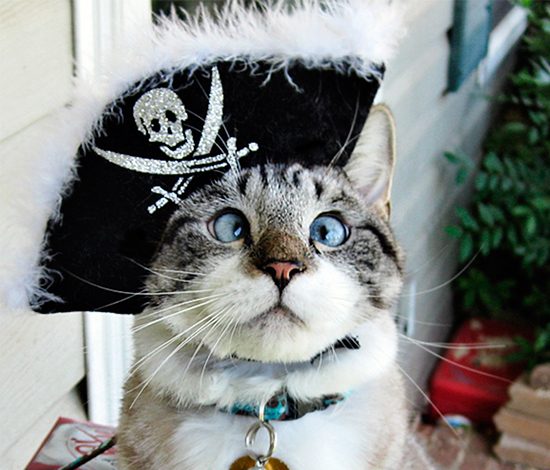 Самые ужасные и смешные животные в костюмах