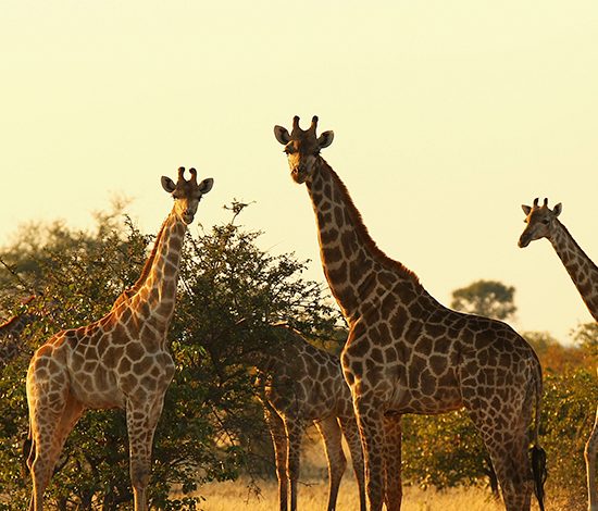 Вся красота Южной Африки за 3 минуты