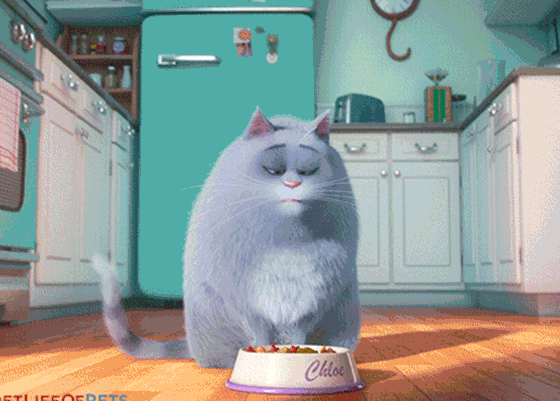 Фото с животными приносят больше лайков и еще 6 причин завести кота