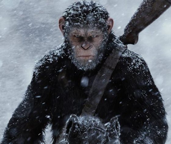 Необычная вакансия: в Китае можно работать обезьяной за 846 долларов в месяц